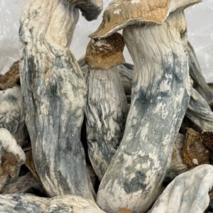 ICEBERG Mushroom Blend